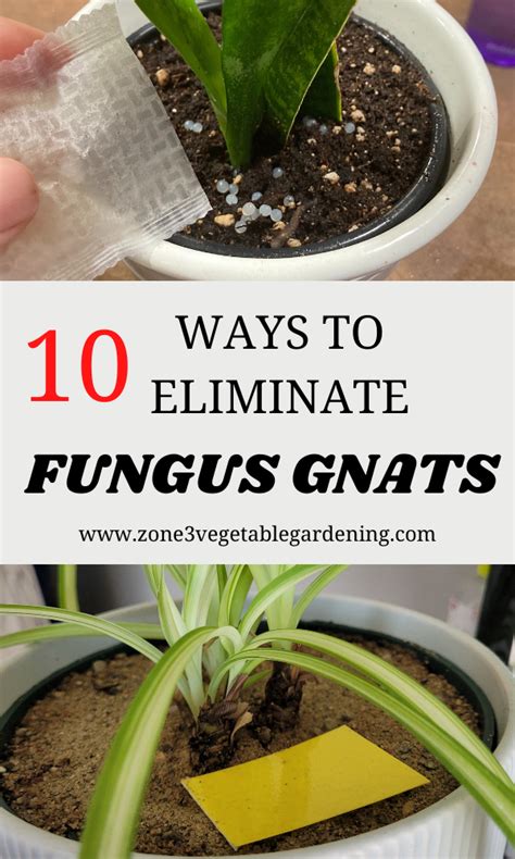 Will Coffee Kill Fungus Gnats