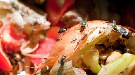 Will Compost Attract Pests