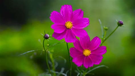 Will Cosmos Come Back Next Year