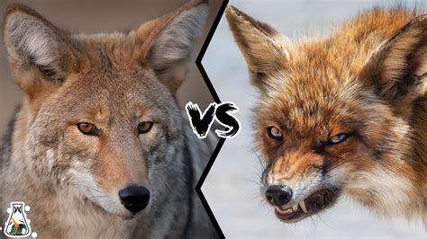 will coyotes attack foxes