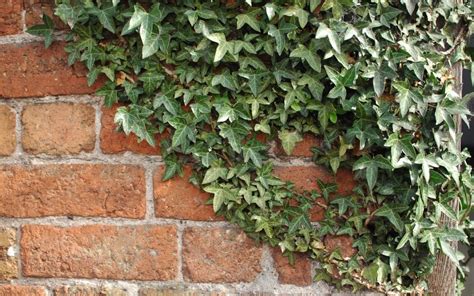 The Best Will Creosote Kill Ivy New