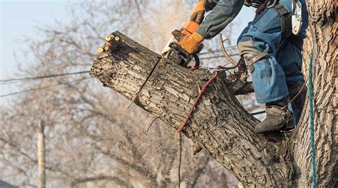 Will Cutting Limbs Off A Tree Kill It