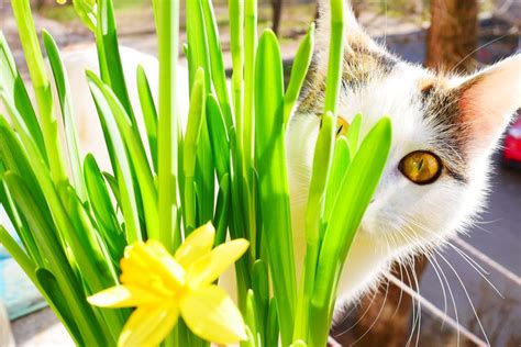 Will Daffodils Hurt Cats