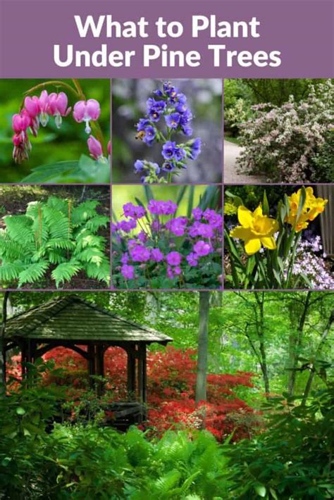 Will Daisies Grow Under Pine Trees