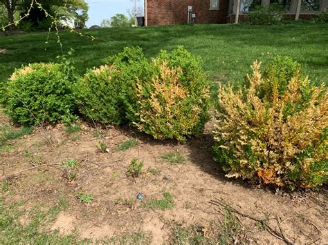 Will Dead Boxwoods Come Back