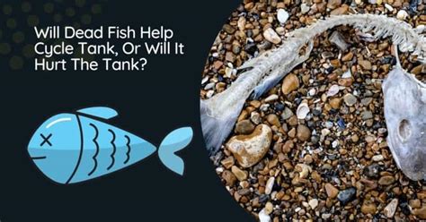 Will Dead Fish Help Cycle Tank