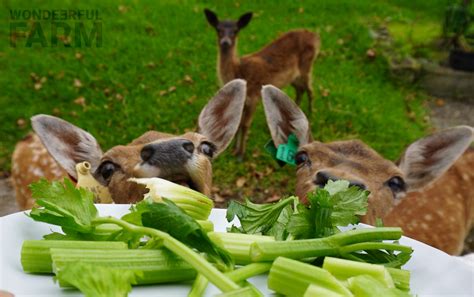 will deer eat celery