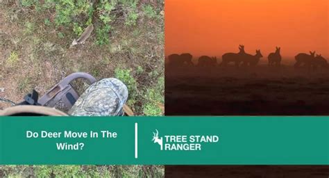 Will Deer Move When It S Hot