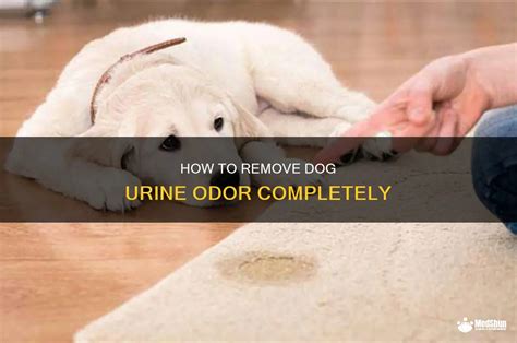 Will Dog Smell Eventually Go Away