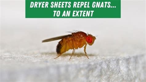 Will Dryer Sheets Repel Gnats