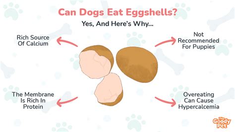Will Eggshells Hurt A Dog