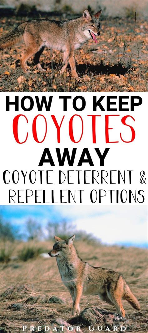will fire keep coyotes away