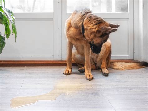 Will Fixing A Dog Stop It From Peeing