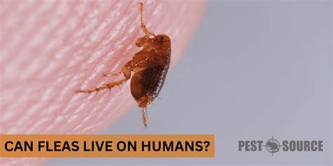 Will Fleas Live Off Humans