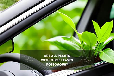 Will Flowers Survive In A Car Overnight