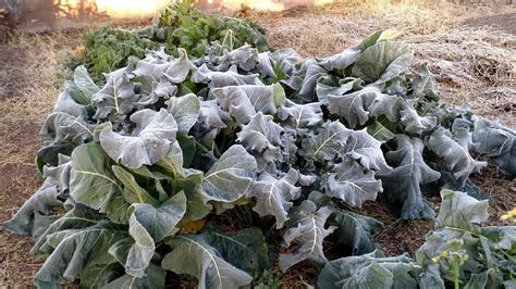 Will Frost Kill Broccoli Plants