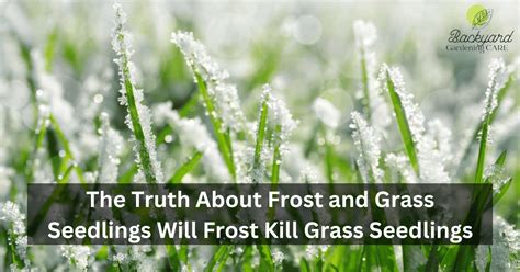 Will Frost Kill Grass Seedlings
