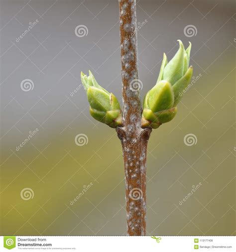 Will Frost Kill Lilac Buds