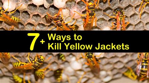 Will Gas Kill Yellow Jackets