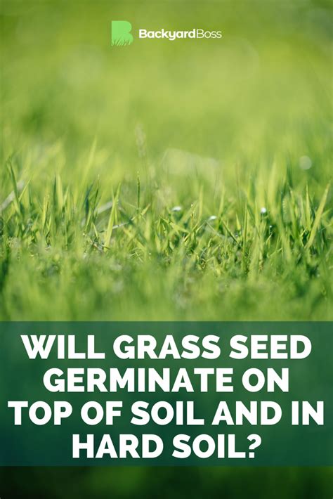 Will Grass Seed Germinate Without Sun