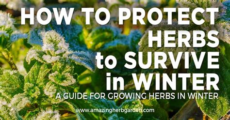 Will Herbs Survive Winter