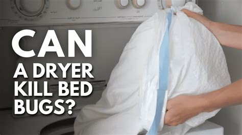 Will Hot Dryer Kill Bed Bugs