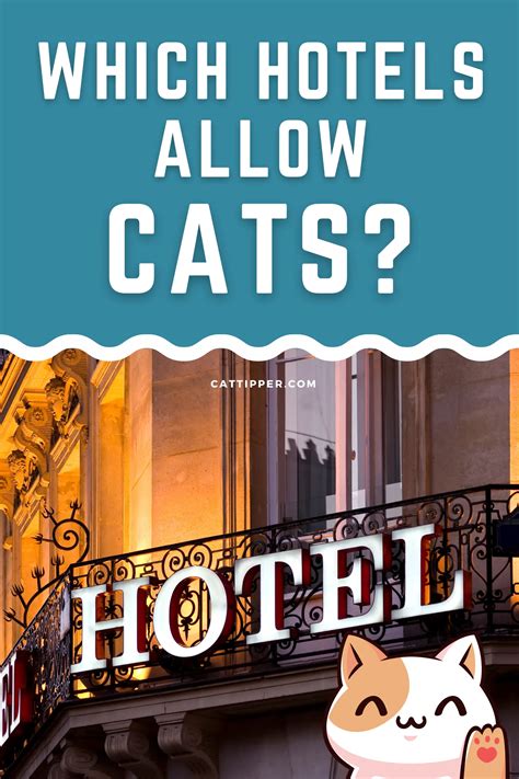 Will Hotels Allow Cats