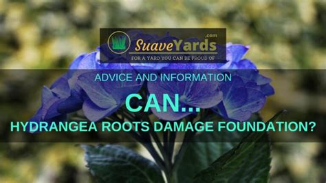 will hydrangea roots damage foundation