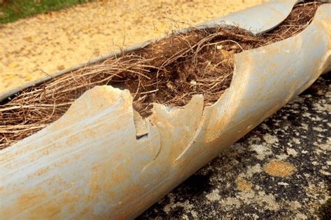 Will Hydrangea Roots Damage Pipes