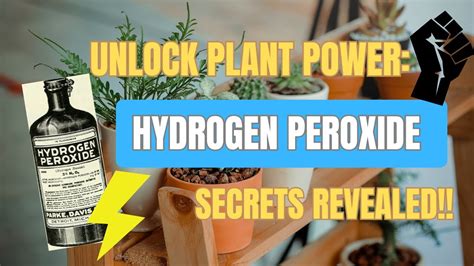 Will Hydrogen Peroxide Kill Planaria