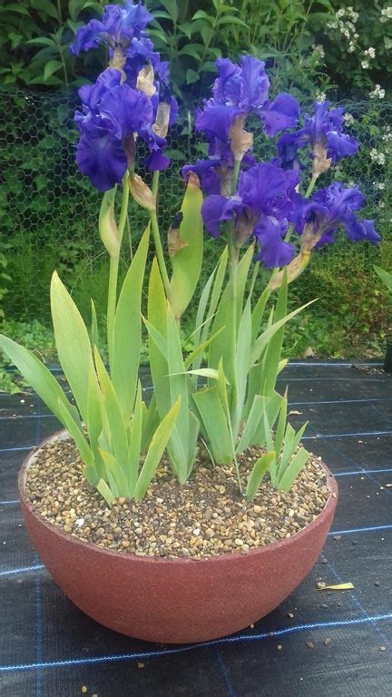 will iris grow in containers