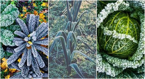 Will Light Frost Kill Vegetable Plants