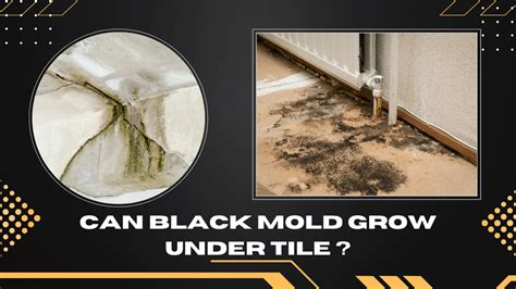 Will Mold Grow On Tile