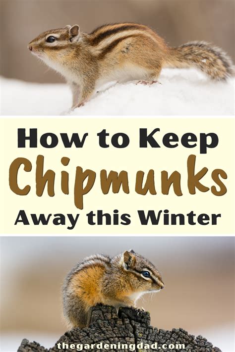 Will Mothballs Keep Chipmunks Away