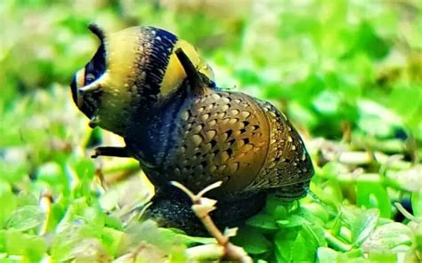 will nerite snails climb out of tank