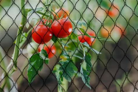 Will Netting Keep Squirrels Out Of Tomatoes