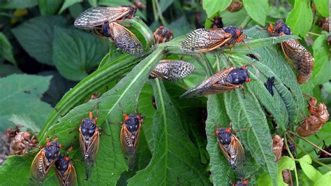 will ohio have cicadas in 2024