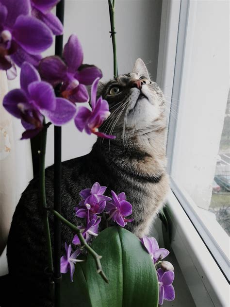 Will Orchids Kill Cats