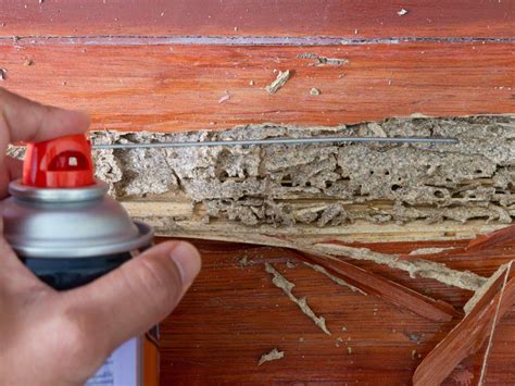 Will Paint Kill Termites