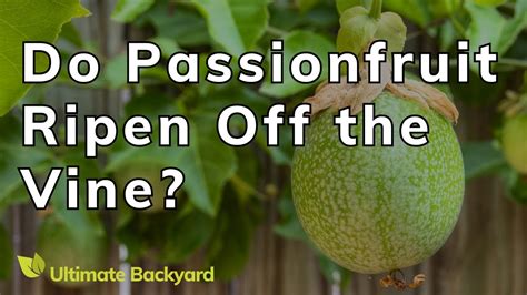 will passionfruit ripen off the vine