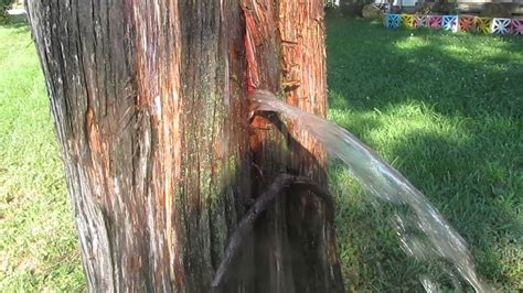 Will Peeing On A Tree Kill It