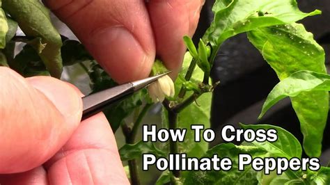 Will Pepper Plants Cross Pollinate