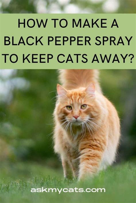Will Pepper Spray Keep Cats Away
