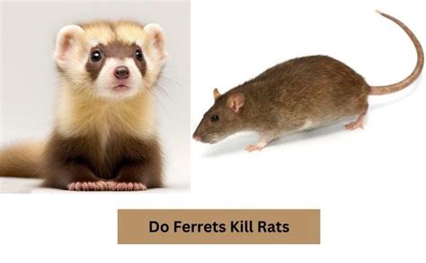Will Pet Ferrets Kill Rats