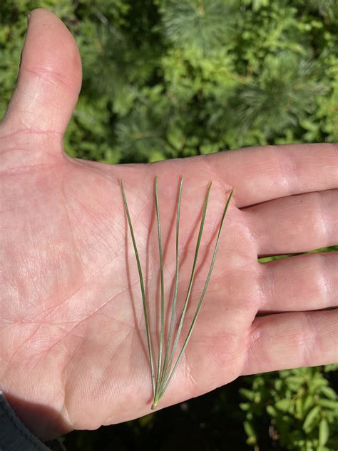 Will Pine Trees Regrow Their Needles