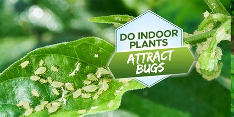 Will Plants Attract Bugs