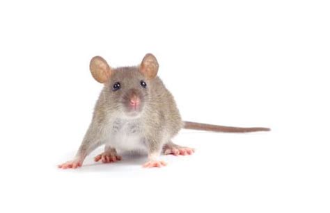 Will Rats Run At You