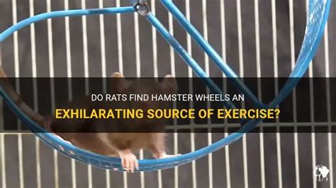 Will Rats Run On Wheels