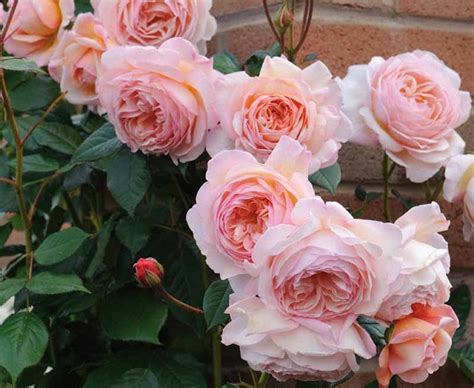Will Roses Bloom In Partial Shade