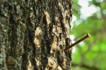 Will Screws Hurt A Tree